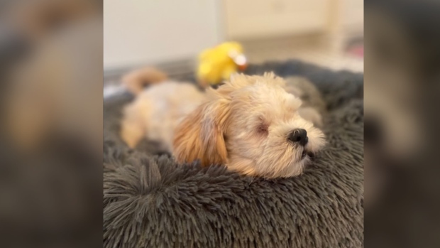 安省基奇纳市发现的盲犬接受护理并找到新家