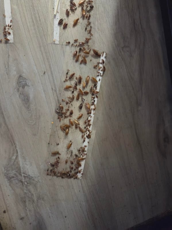 A sticky pad full of cockroaches