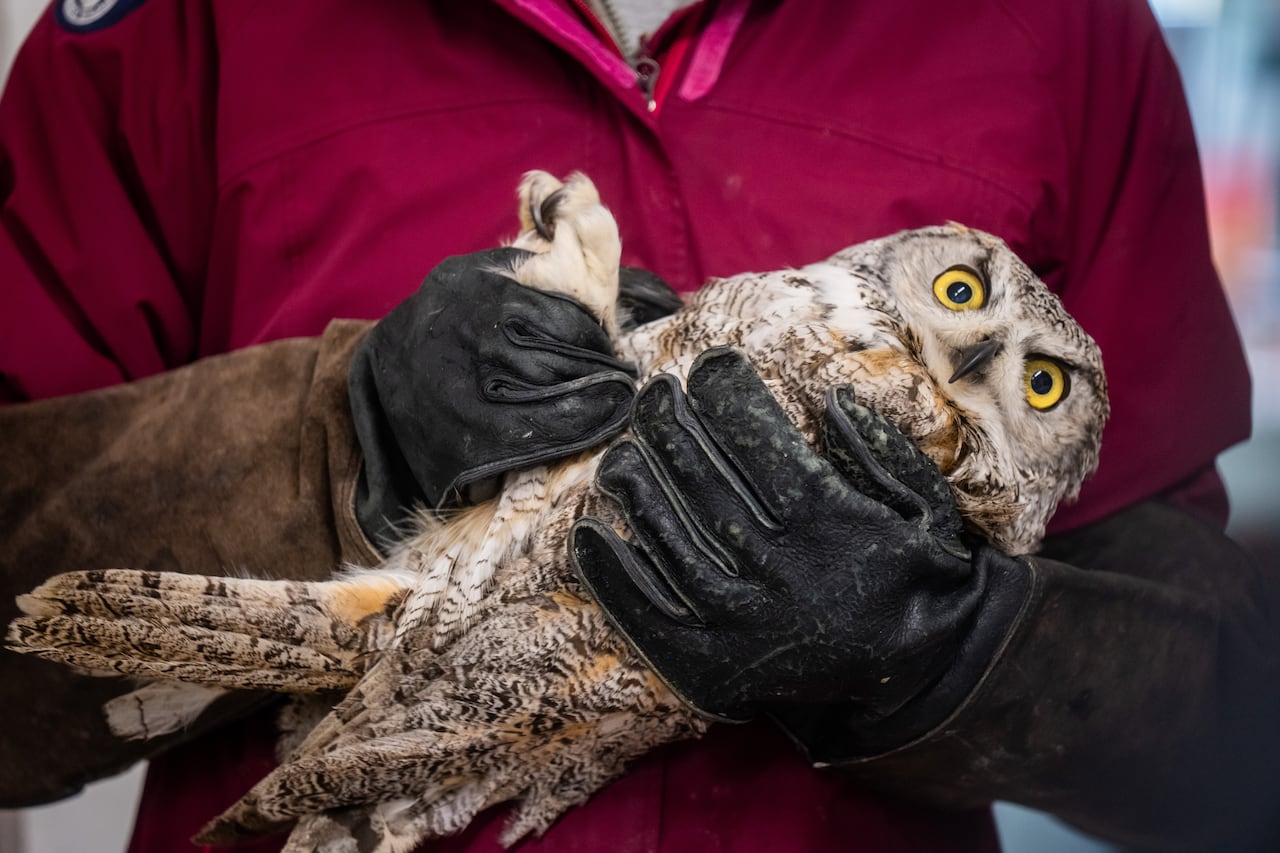 An owl is pictured behind held by a volunteer.