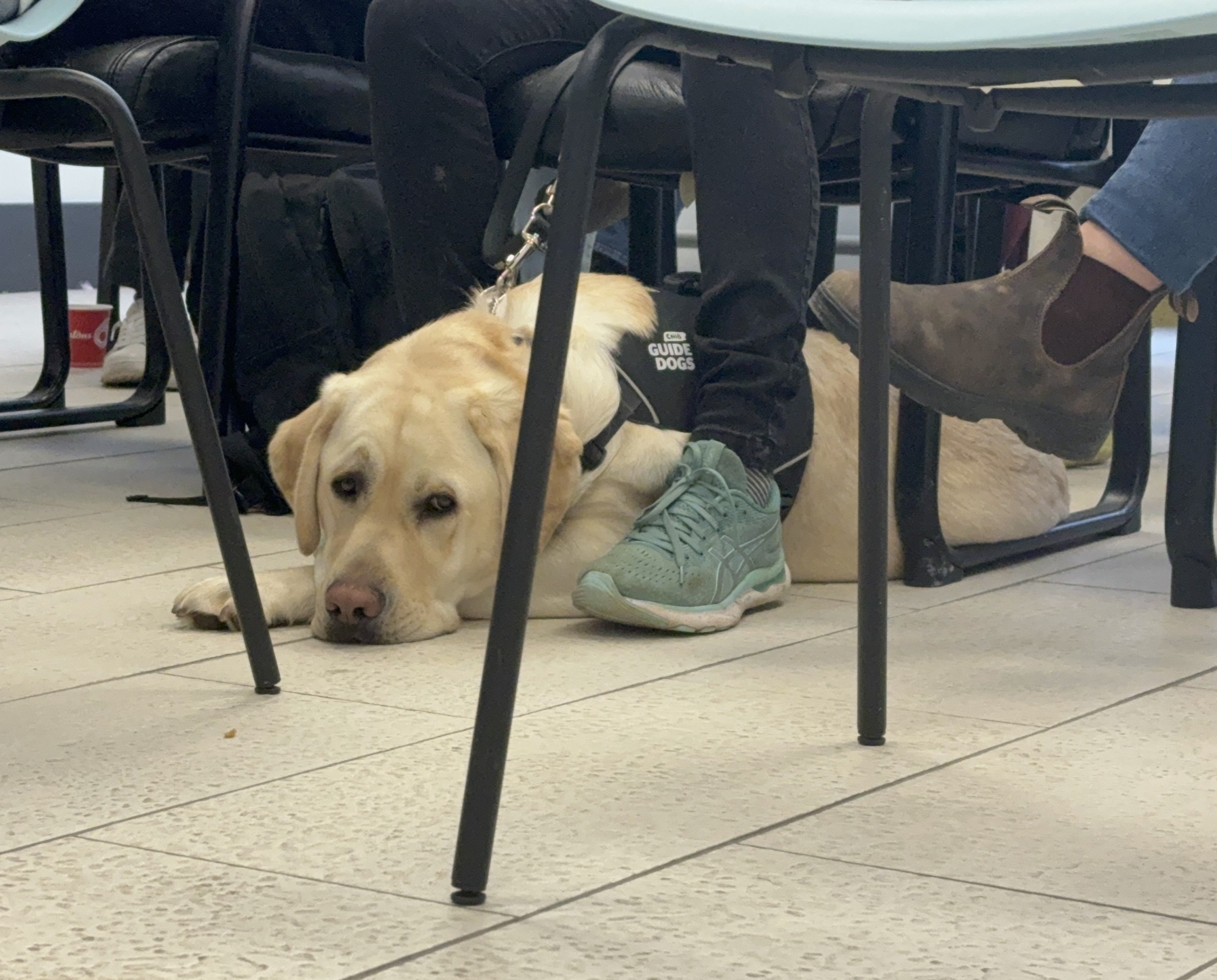 即将毕业的导盲犬为哈利法克斯视障宠物主人带路