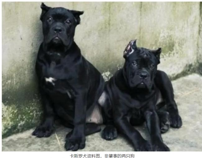 炸锅:儿子被恶狗活活咬死,父亲呼吁大家善待狗主