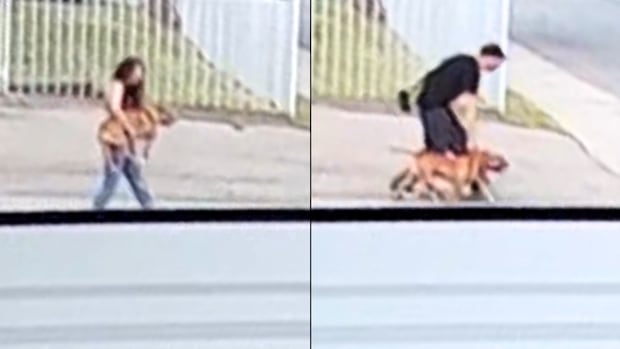 Regina man pleads guilty in pitbull attack that severely injured woman walking h ...