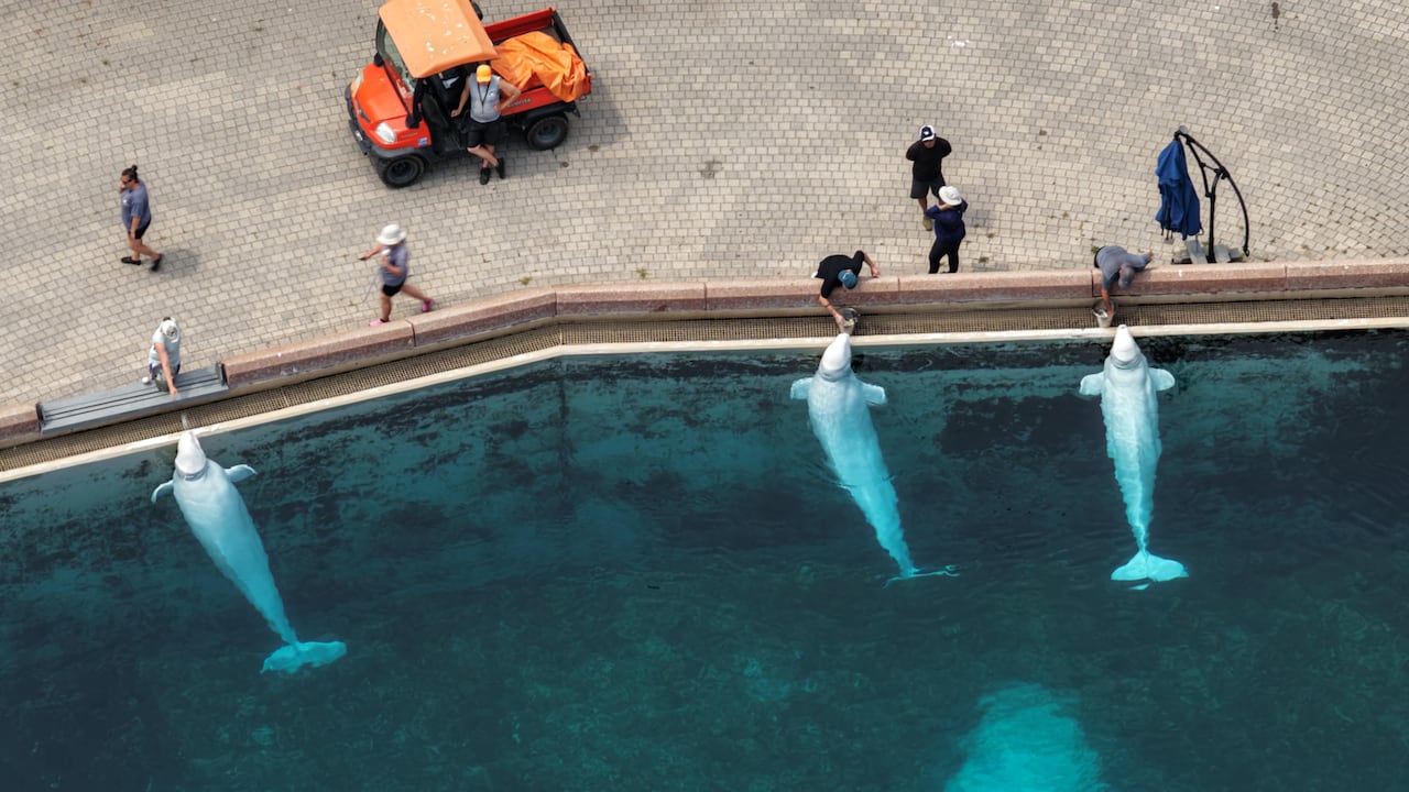 Marineland 请求 1000 万至 2000 万美元联邦贷款，用于向美国出口白鲸 ...