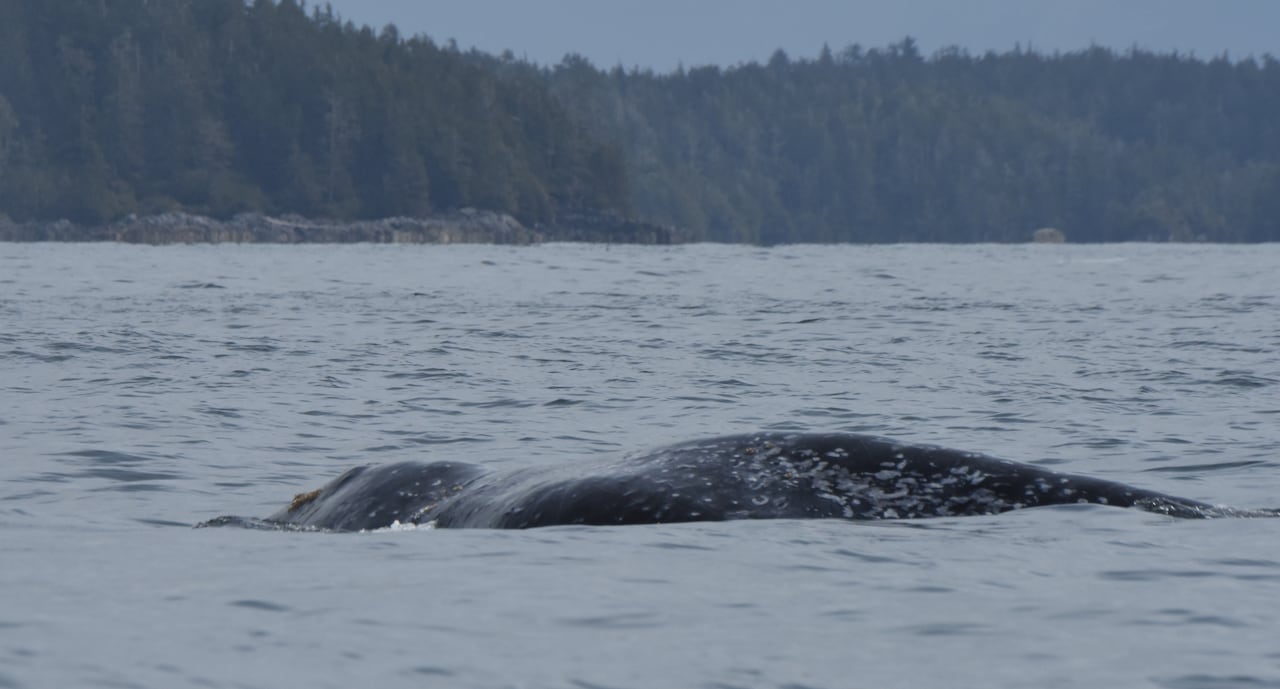 Skinny whale
