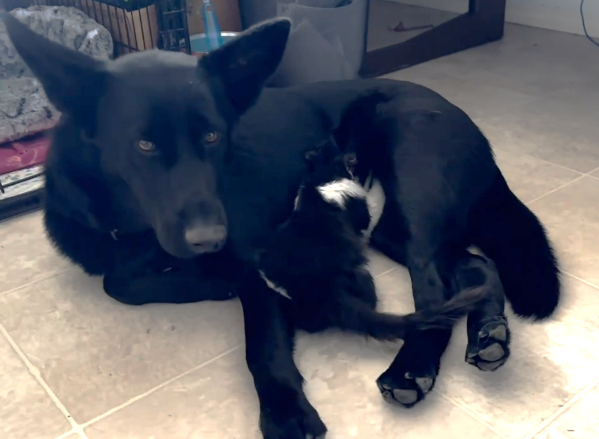 马尼托巴救援犬用乳汁喂养孤儿野猫