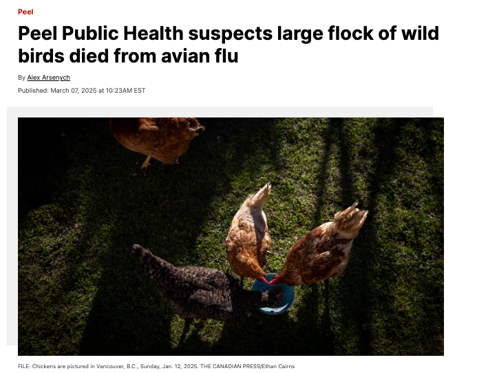 不要触摸！加拿大这地发现大量死鸟，疑似禽流感暴发！
