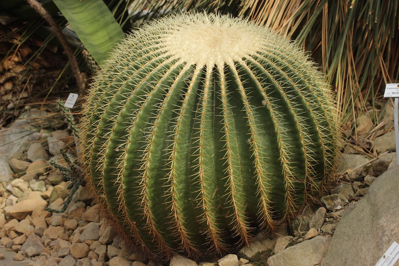 A prickly, round cactus.