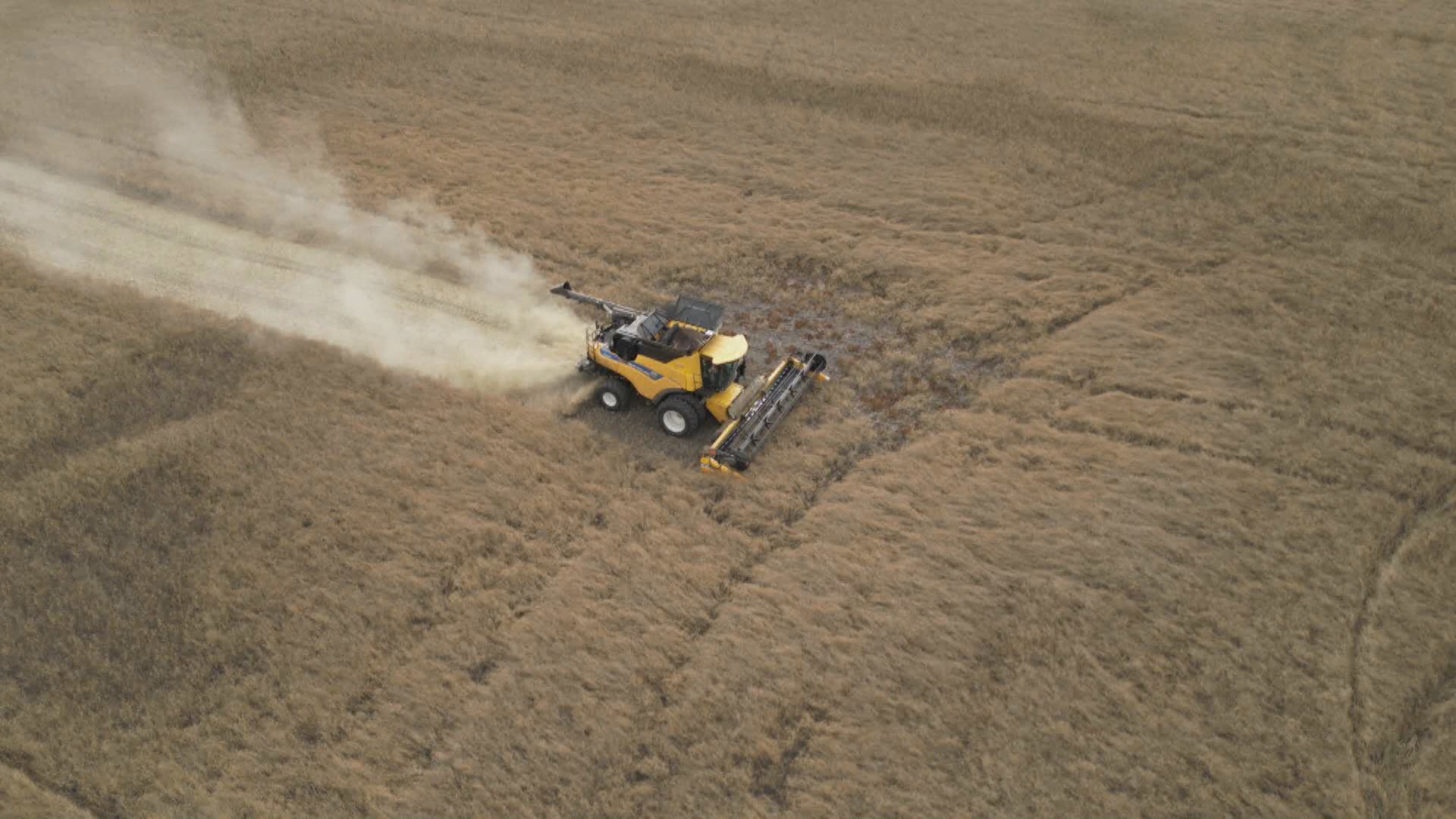 艾伯塔省农民因温哥华粮食码头罢工而遭受重创