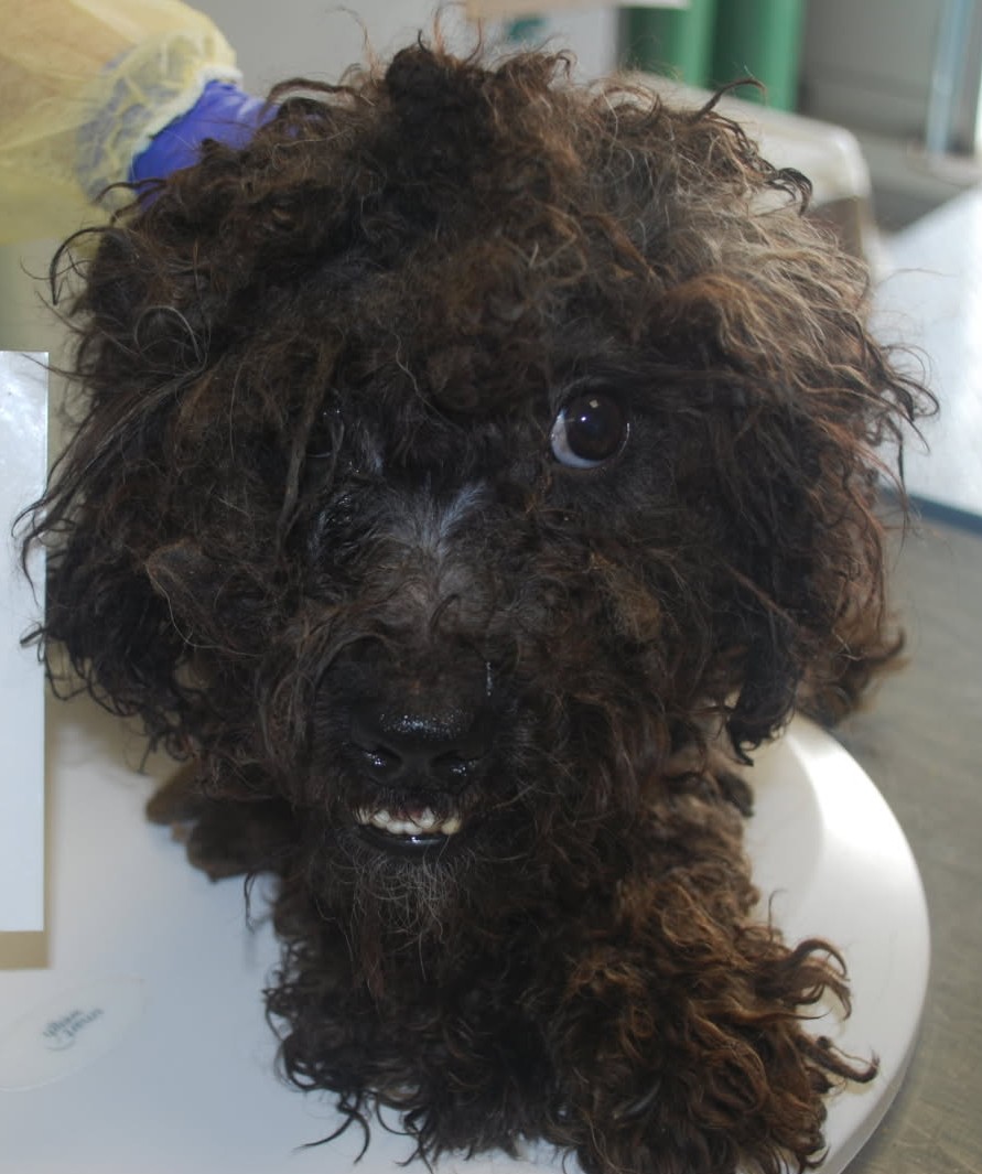 41只狗，包括16只幼犬，从“不卫生的条件”中救出：NBSPCA