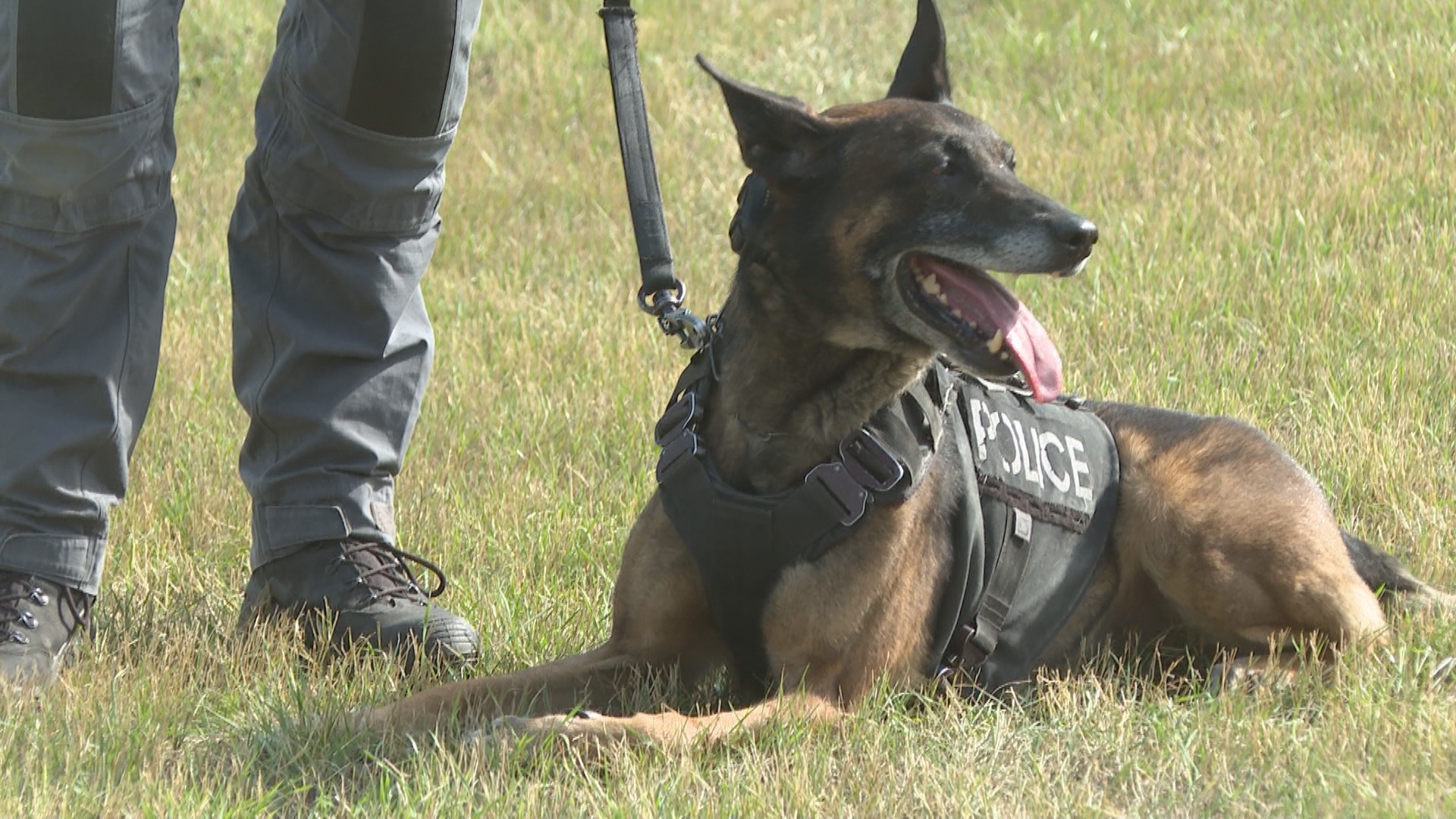 莱斯布里奇警察局庆祝两只退役警犬