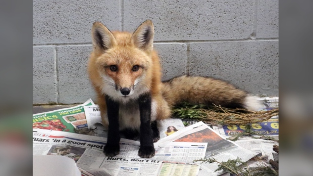 red fox dog blood transfusion