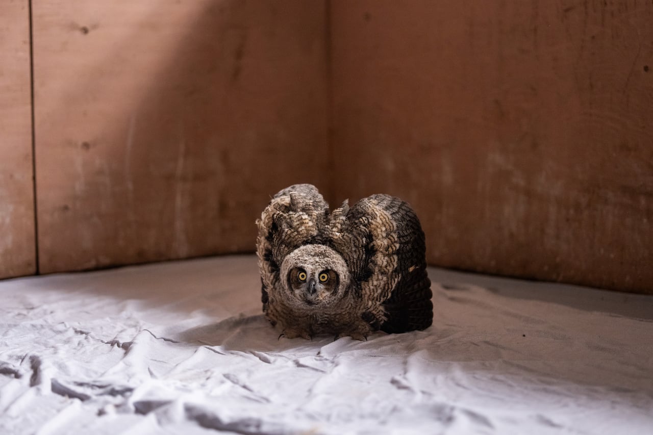 An owl stares at the camera with big yellow eyes and spreads its wings out.