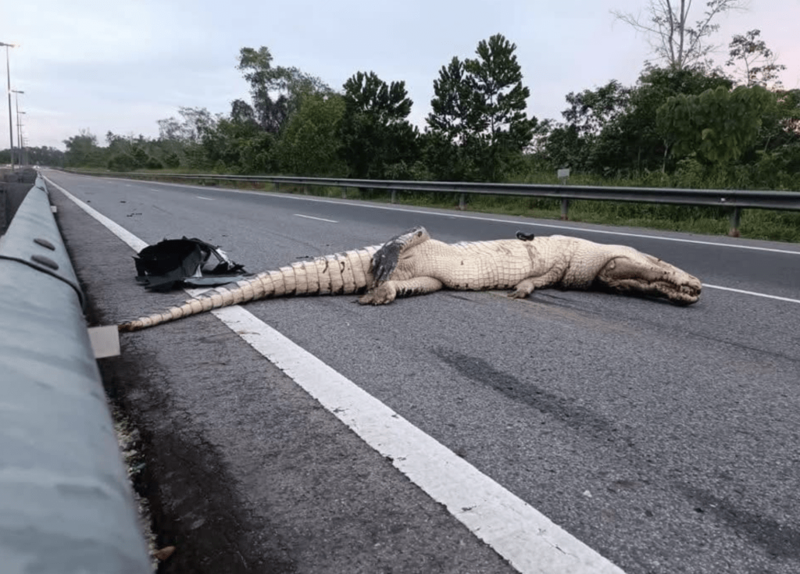 罕见夺命车祸,巨鳄爬上公路遭撞毙照疯传,网民惊愕(图)