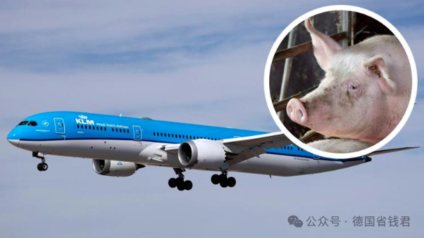 飞机载100头猪臭死人!259名乘客崩溃,逼飞机备降(图)