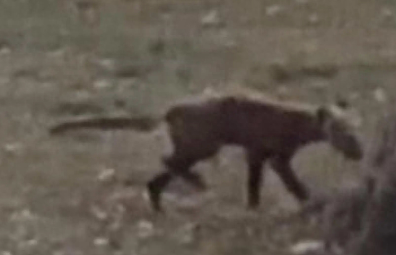 美国一公园现不明生物:黑色皮毛尾巴弯曲 外貌奇特