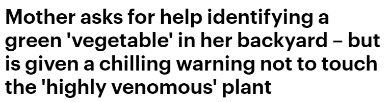 别吃!华人注意!澳洲这瓜果有剧毒 极像可食用蔬菜(图)