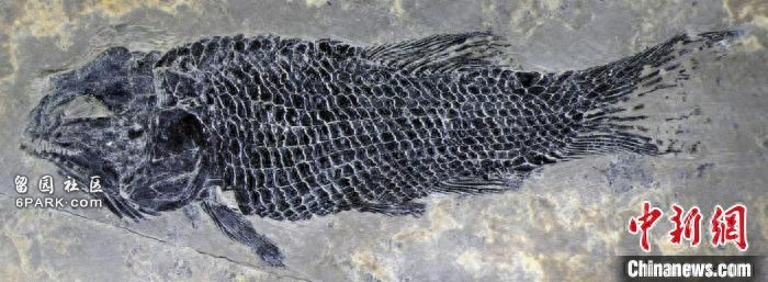 中国新发现2.44亿年前最原始铰齿鱼类“圆尾滇东鱼”