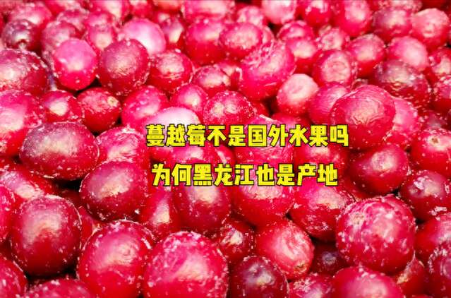 蔓越莓不是进口水果吗?为何产地是黑龙江?哪里来的(图)