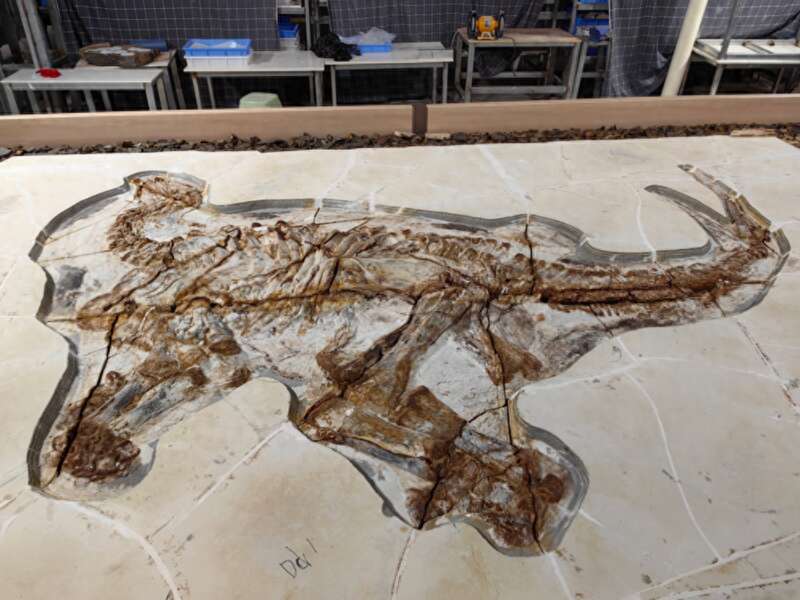 中国科学家揭秘1.3亿多年前完整保存的恐龙皮肤化石