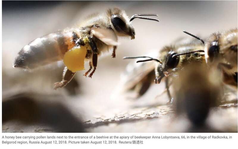 世界蜜蜂日:中国假蜂蜜何以持续25年泛滥欧洲市场?(图)