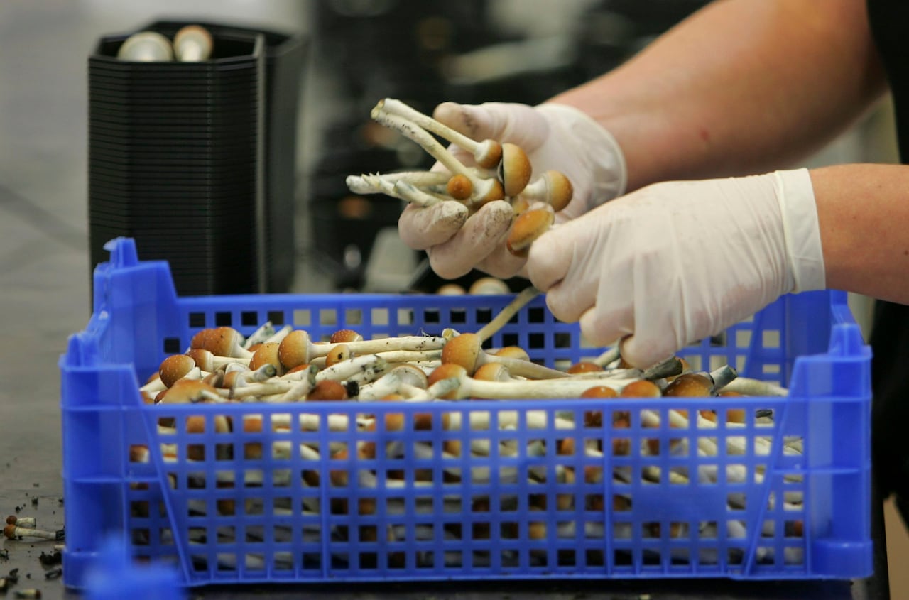 Magic mushrooms are being weighed and packaged at the Procare farm in Hazerswoude, Netherlands in this Aug. 3, 2007 file photo.