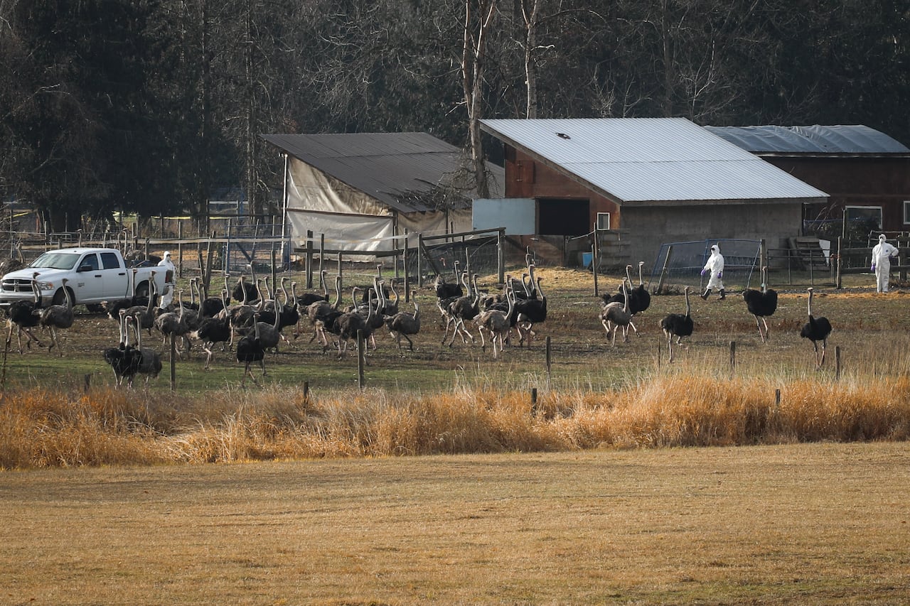 Ostriches in a field.