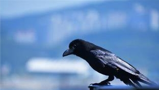 停电事件频发 乌鸦成韩国电力设施一大“杀手”