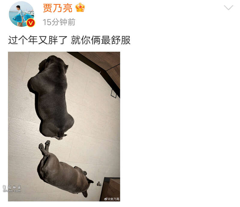 社交平台有传言称贾乃亮去世 本人发微博辟谣(组图)