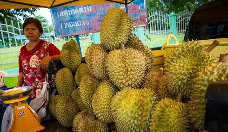 菲律宾果农哀叹:5万吨榴莲烂地里 中国人不买了(图)