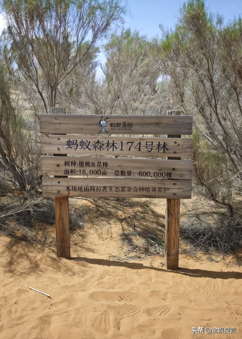 马云两鬓斑白下地种树浇水 坐小马扎吃西瓜（配图3）