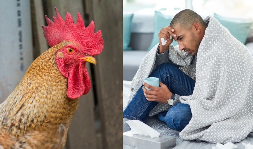 鸟类流感与人流感混合的危险？潜在的大流行