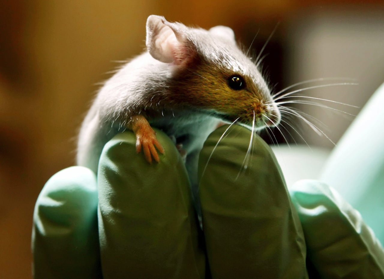 A mouse on a glove