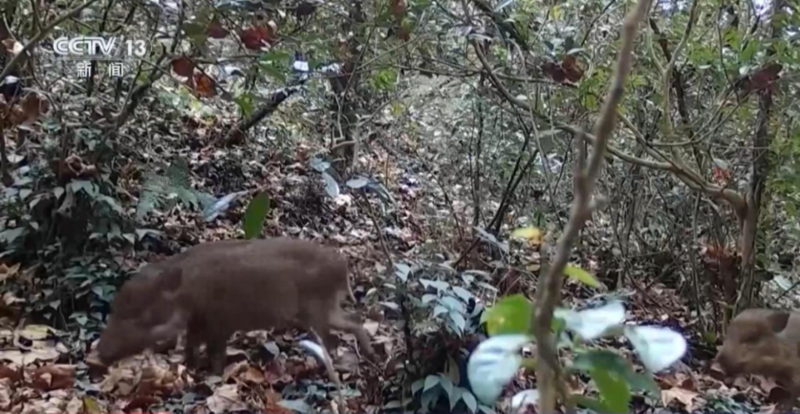 抓头野猪奖2400元 为什么中国打野还直呼亏本?(图)