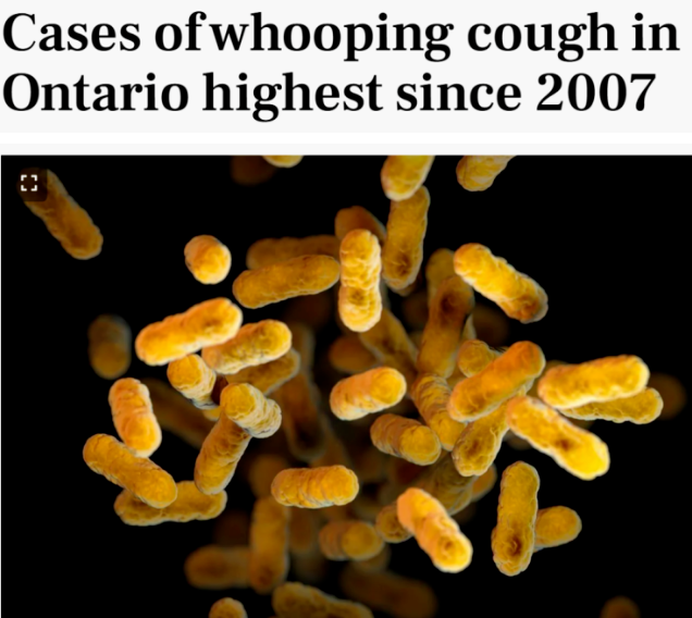 致命传染病席卷加拿大 有人“咳到失声”(图)