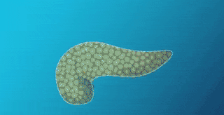 存在感很低!胰腺,一个病了会把自己“吃掉”的器官(图)