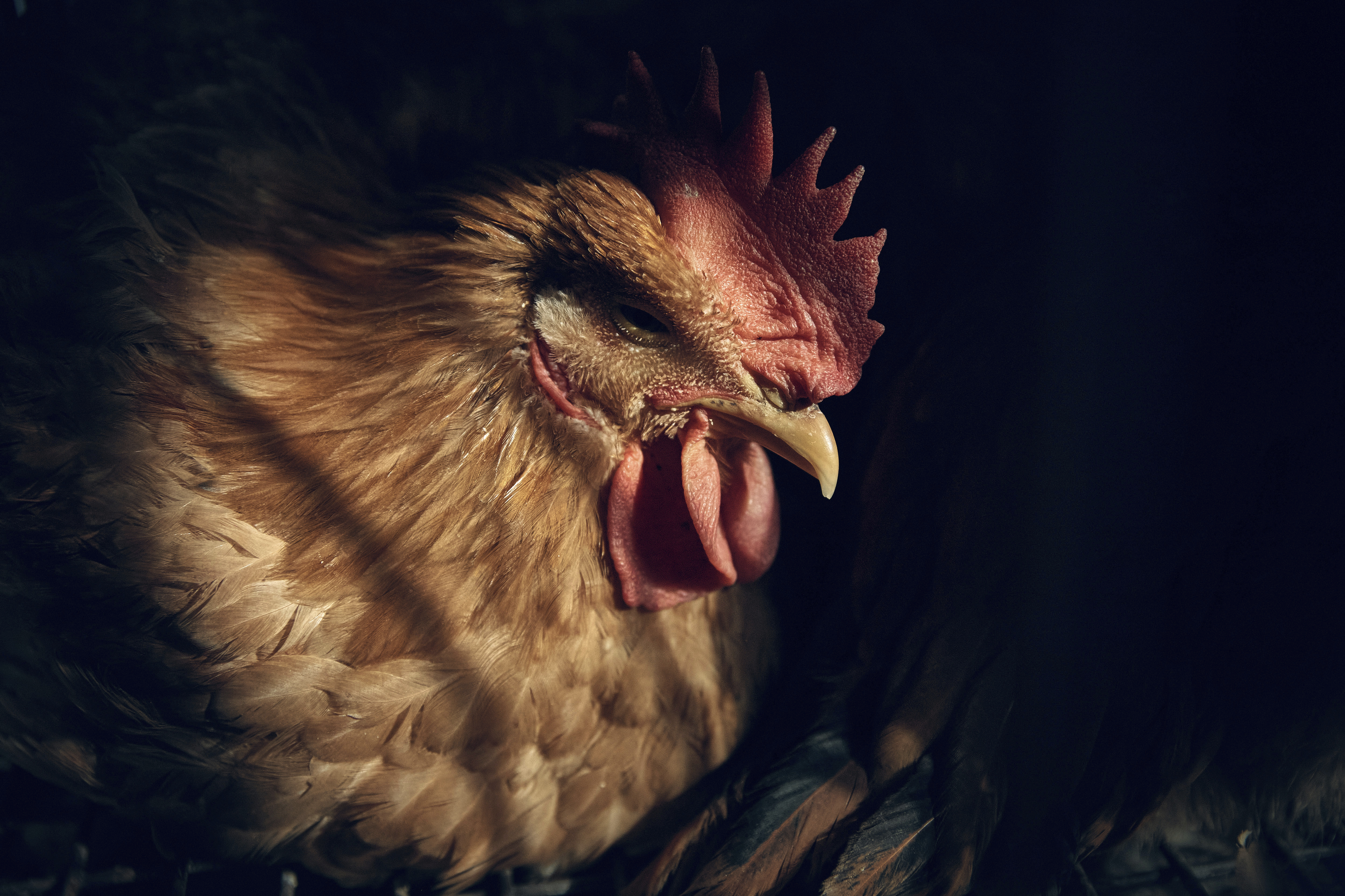 H5N5鸟流感在纽芬兰和拉布拉多的后院农场报道