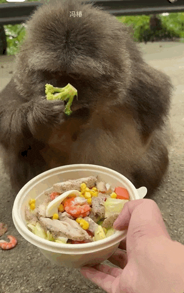 中国网上的「黄人饭」 正在吊打中产白女健康餐(组图)