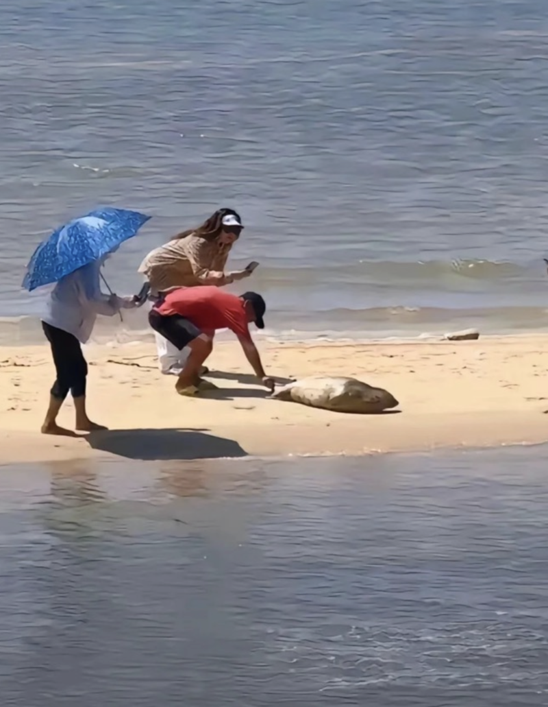 广西北海沙滩一野生斑海豹引游客围观触摸 海洋局回应