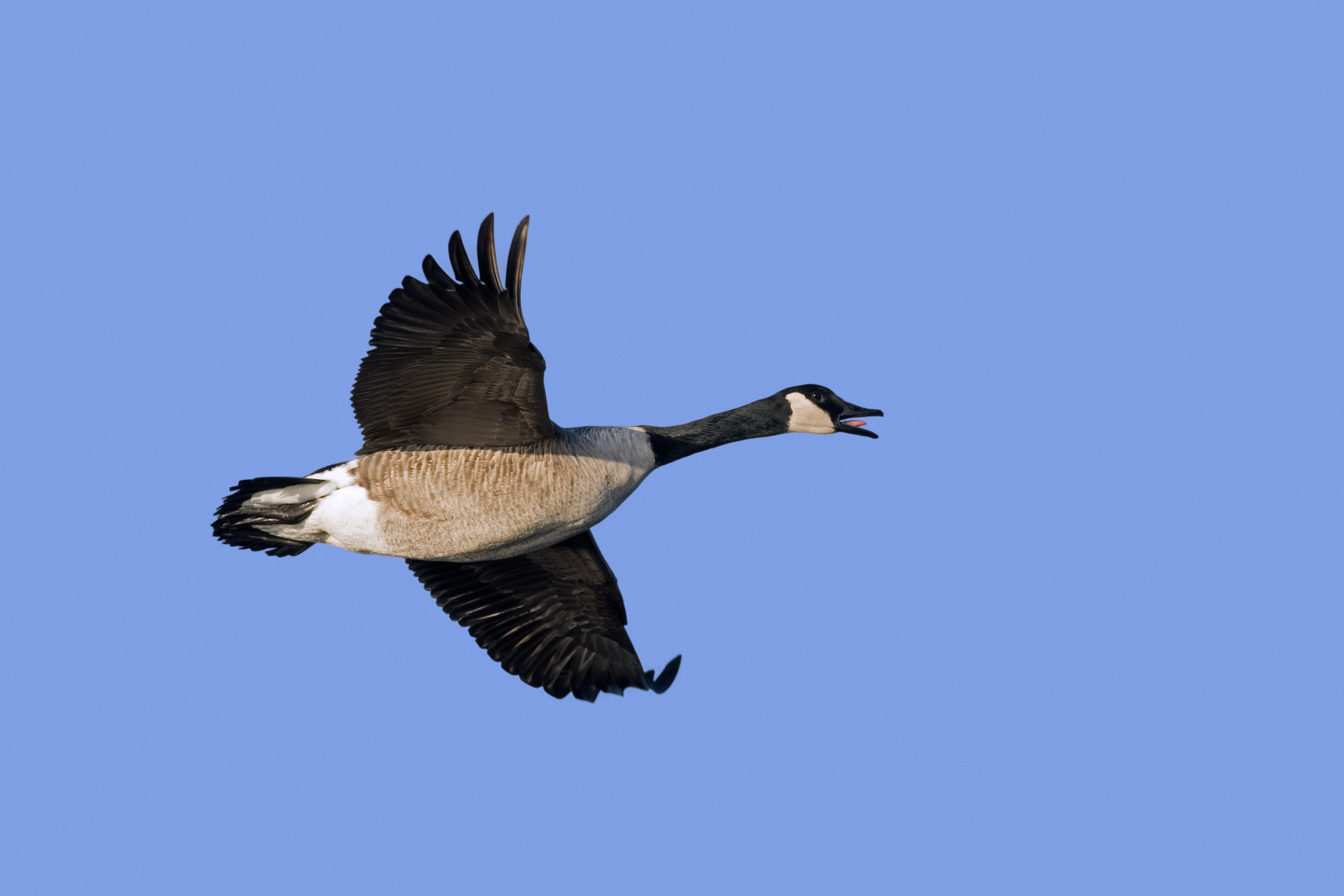 死亡的鹅火花鸟流感担心，随着迁移的爆发风险在加拿大爆发风险 ...