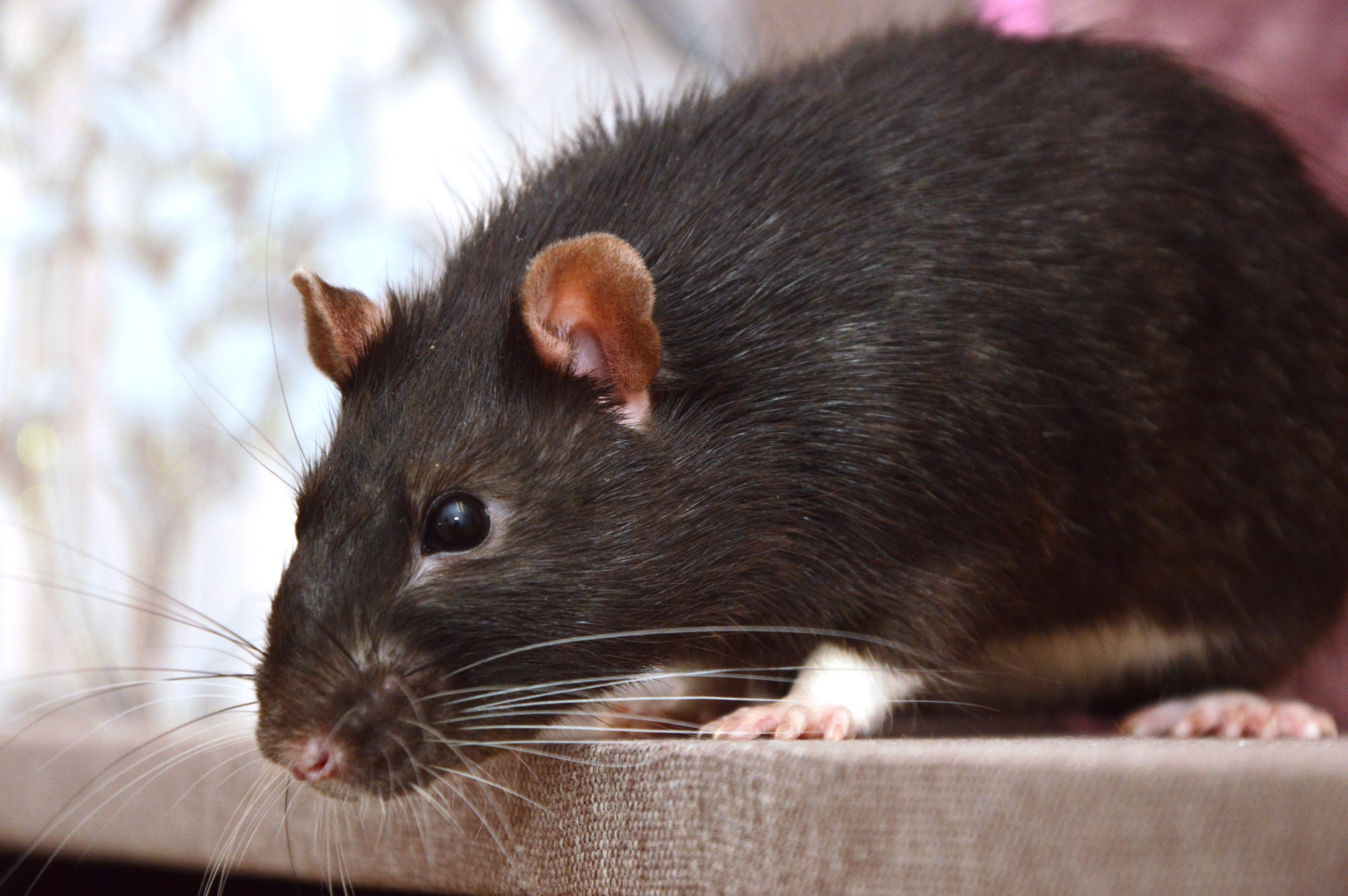 病例不断上升时，在美国大鼠中发现的鸟流感