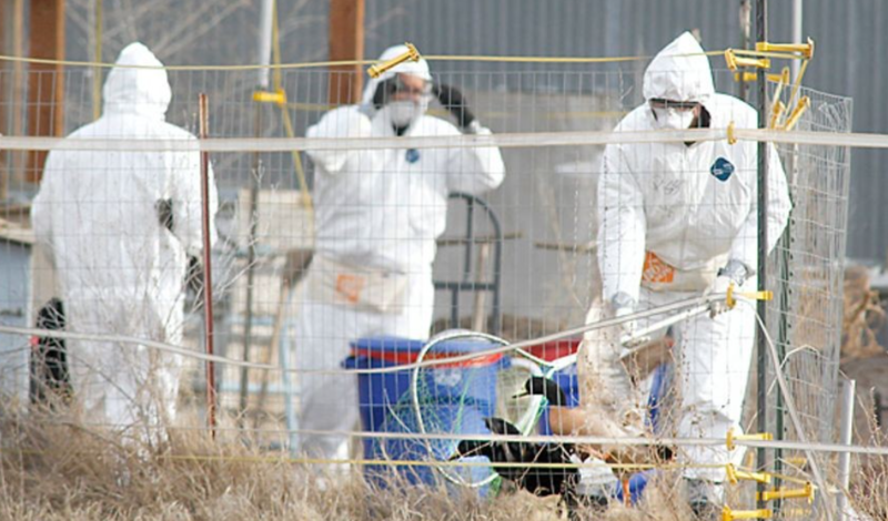 CDC确认全美首例禽流感重症感染者!加州:紧急状态(图)