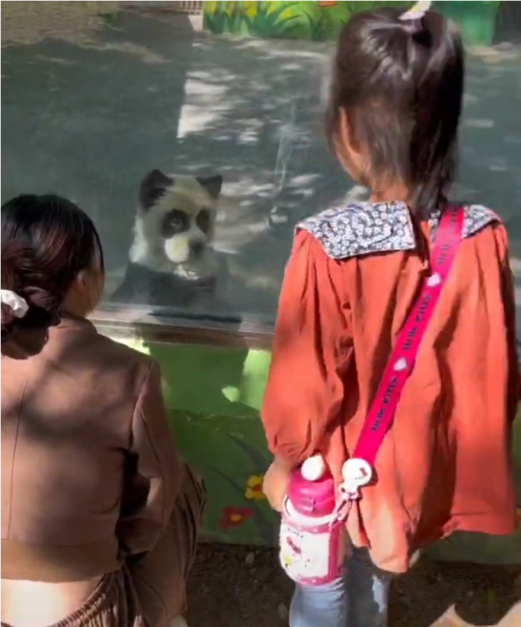 动物园把狗当狐狸展览?园方:国庆推出“熊猫犬”(图)