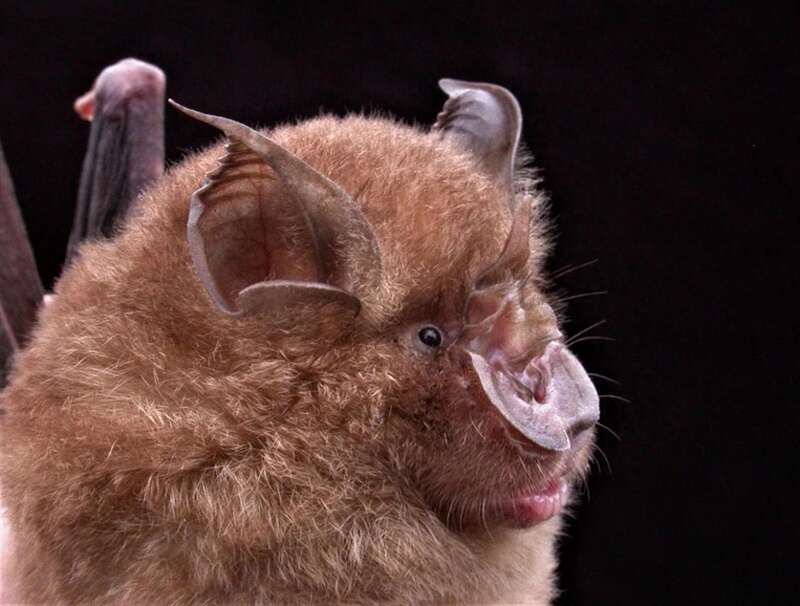 科学家发现可彻底改变新冠治疗方法的蝙蝠基因(图)