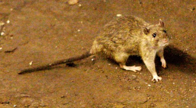 “老鼠之城”!多伦多被评为加拿大鼠患严重城市(图)