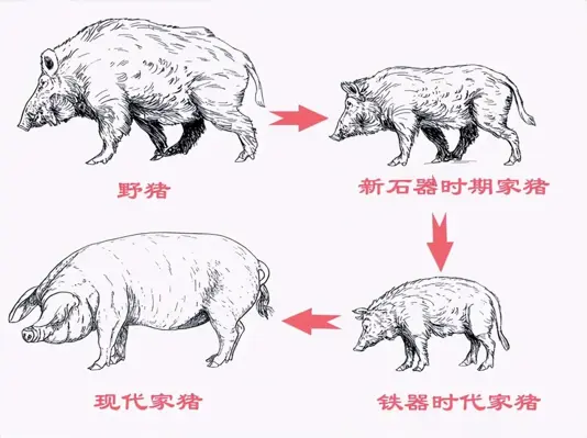 躲过五次大灭绝，猪为啥没在进化中消失？