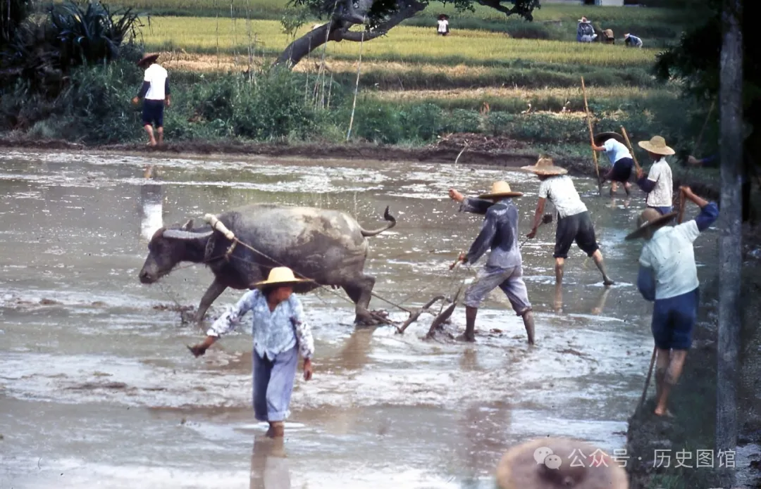 实拍火红的70年代：女知青下地干活劲头足，工农兵上大学听课认真
