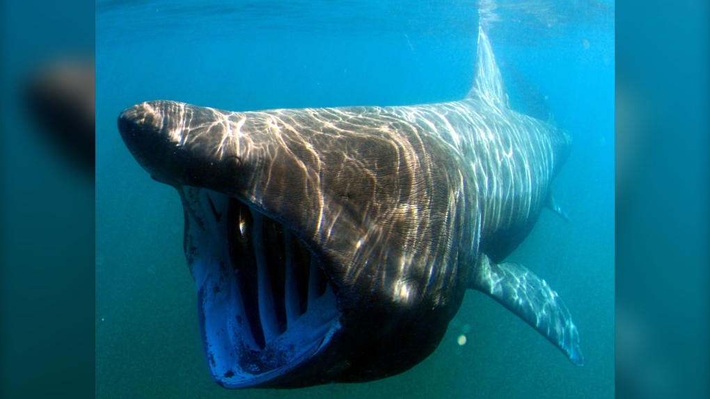 罕见的视频片段显示，船只撞上了 23 英尺长的巨型鲨鱼