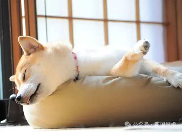 全球最知名狗狗去世！因doge表情包爆火十几年