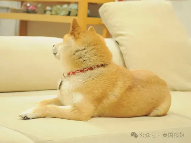 全球最知名狗狗去世！因doge表情包爆火十几年