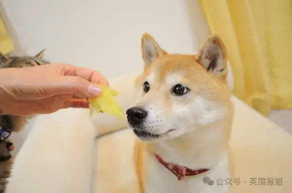全球最知名狗狗去世！因doge表情包爆火十几年